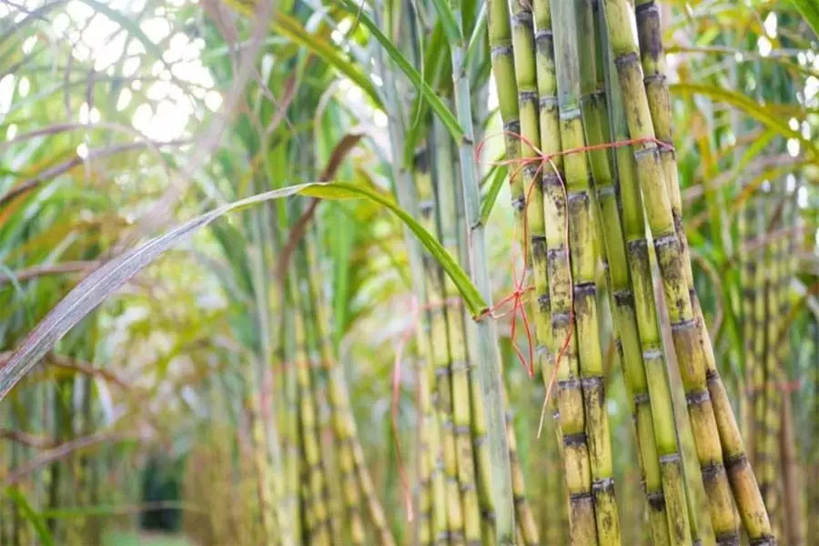 Sugarcane Price in Rajasthan राजस्थान सरकार ने की गन्ने के रेट में 50 रुपये प्रति क्विंटल की वृद्धि