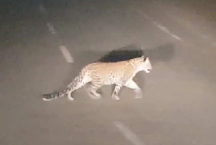 Two Leopards Were Seen in Ranthambore Populated Area रणथंभौर नेशनल पार्क से निकलकर आबादी क्षेत्र में नजर आए दो लेपर्ड