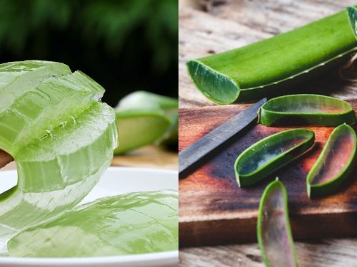 Aloe Vera Benefits And Side Effects : एलोवेरा जितना फायदेमंद है उतना ही नुकसानदायक, जानिए इसके फायदे और नुकसान