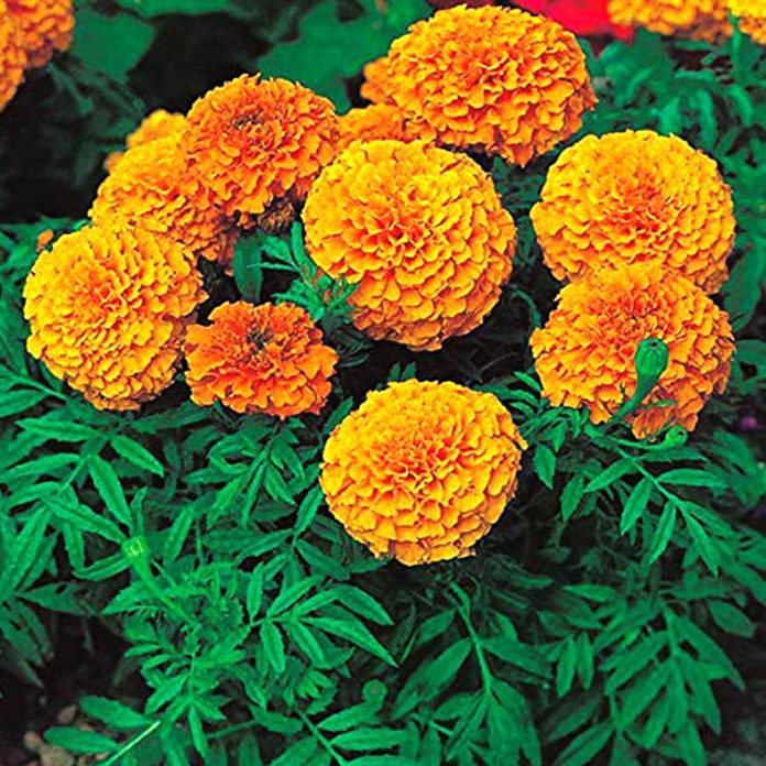 Benefits Of Marigold Flower