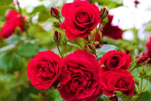 Benefits of Eating Rose Flowers क्या आप जानते हैं गुलाब की पंखुड़ियां खाने के अनोखे फायदे