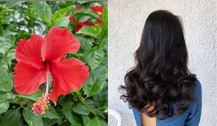 Hair Problem Remove By Hibiscus Flower