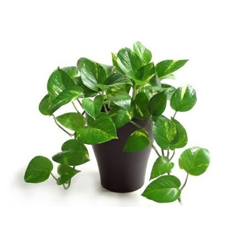 Benefits Of Money Plant : अगर आप घर को ग्रीन टच देना चाहते हैं तो मनी प्लांट का पौधा लगाये