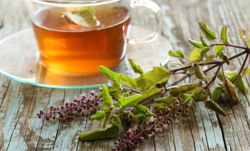 Tulsi Tea का सेवन करने से शरीर को मिलेंगे कई फायदे