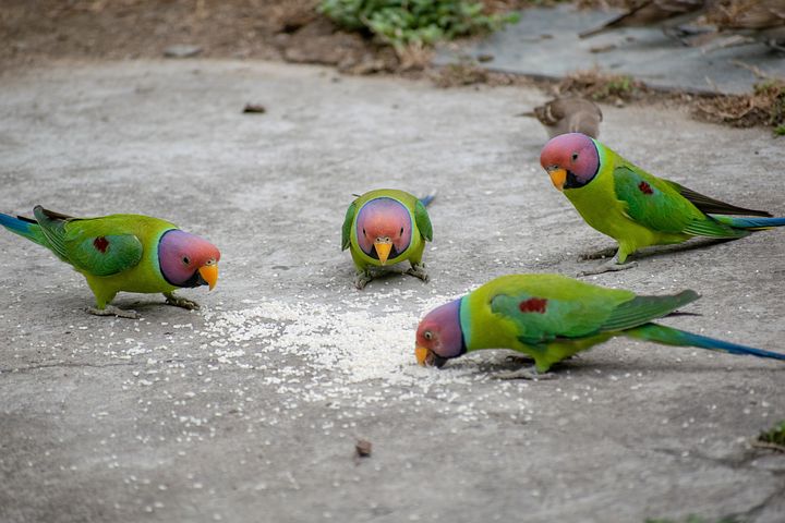 बंसी पहाड़पुर में प्लम हैडेड पैराकीट बने सेल्फी पॉइंट