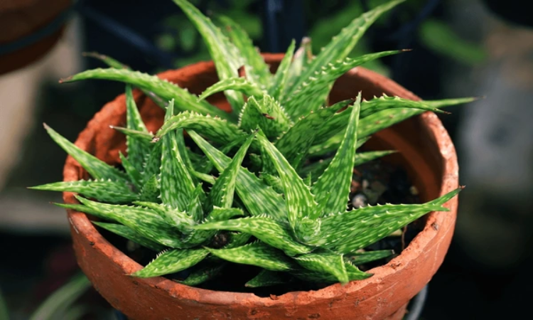 Aloe vera Benefit: बालों के विकास के लिए अपनाएं ये नुस्खा