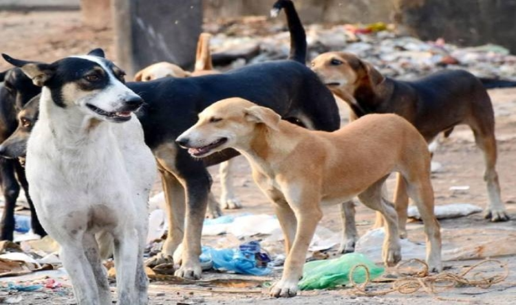 Rajasthan: कुत्तों के लिए जारी हुई गाइडलाइन, शहर से दूर छोड़े जाएंगे हिंसक कुत्ते