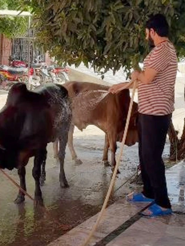 पाकिस्तानी क्रिकेटर्स ने दी सांड की कुर्बानी, दाम सुनकर उड़ जाएंगे होश!