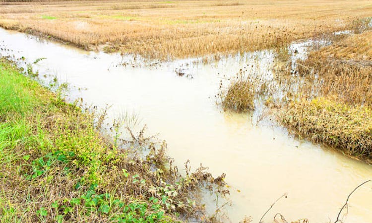 Tonk News: बारिश का कहर जलभराव के कारण 50 हजार हैक्टेयर फसल खराब, कृषि विभाग के पर्यवेक्षकों ने किया सर्वे